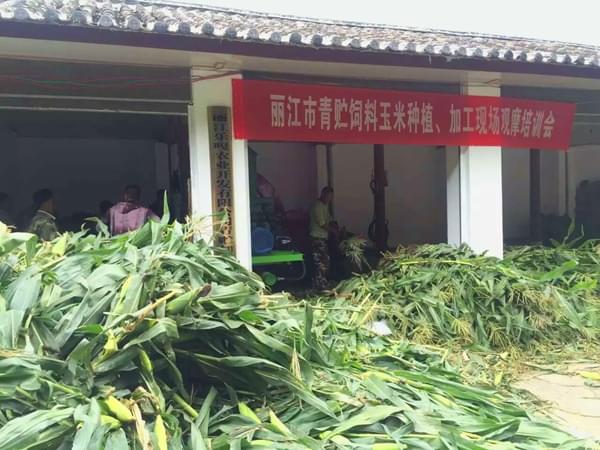 【再爆鮮料】湖北各大養(yǎng)殖戶(hù)都在用什么樣的青儲(chǔ)秸稈打包機(jī)